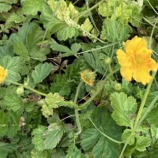 Geum Lady Stratheden