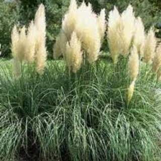 Cortaderia selloana 